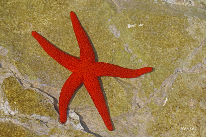 Roter Seestern _Echinaster sepositus_ II.jpg